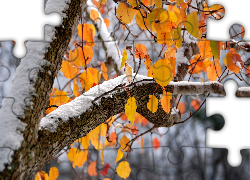 Liście, Drzewo, Jesień, Zima, Śnieg