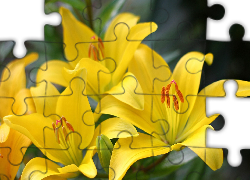 Żółte, Kwiaty, Lilie