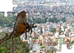 Małpka, Panorama, Miasta, Wysokość