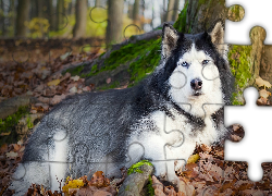 Husky, Las, Jesień