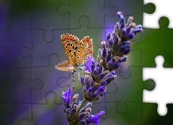 Motyl, Kwiat, Lawendy
