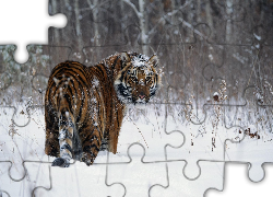 Zima, Tygrys, Spojrzenie