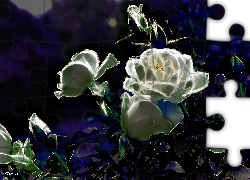 Białe, Róże, Fractalius