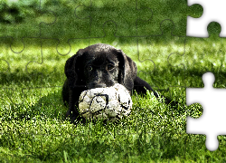 Czarny, Labrador Retriever, Szczeniak, Piłka