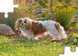 Piesek, Toy Spaniel Angielski