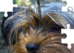 Yorkshire Terrier, Głowa