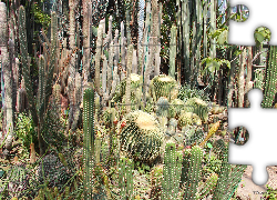 Kaktusy, Ogród botaniczny