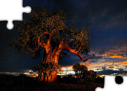 Baobab, Chmury, Zachód Słońca