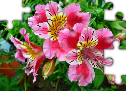 Kwiaty, Różowa, Alstroemeria