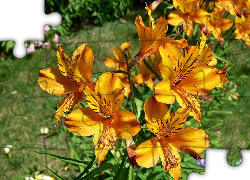 Kwiaty, Pomarańczowa, Alstroemeria