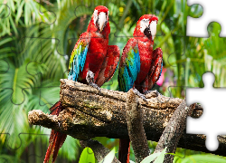 Papugi, Ary, Konar