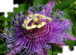 Egzotyczny, Kwiat, Passion, Flower