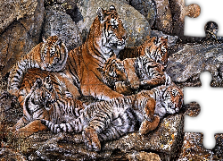 Rodzina, Tygrysów, Kamienie