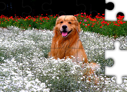 Pies, Golden, Retriever, Kwiatki