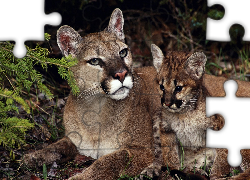 Puma, Matka, Młode