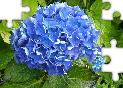 Kwiat, Niebieska, Hortensja