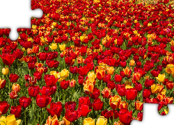 Kwiaty, Kolorowe, Tulipany