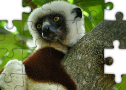 Lemur, Sifaka