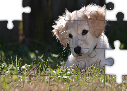 Biały, Szczeniaczek, Trawa, Golden Retriever