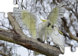 Kakadu Grzywacz, Papugi