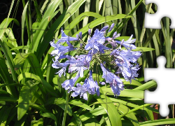 Kwiat, Niebieski, Agapant