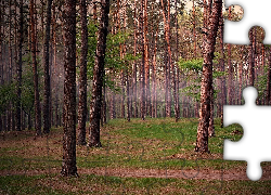 Las, Ścieżka