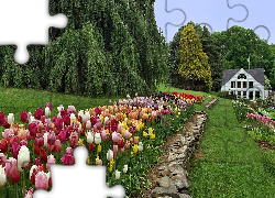 Kolorowe, Tulipany, Ogród, Dom