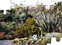 Ogródek, Kaktusowy