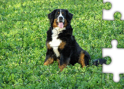 Berneński Pies Pasterski, Język, Trawa