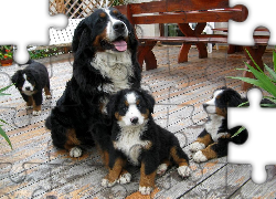 Berneński Pies Pasterski, Trzy, Małe