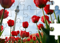 Tulipany, Wieża, Telewizyjna, Berlin