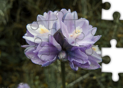 Kwiat, Dichelostemma