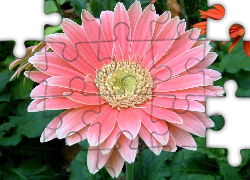 Różowa, Gerbera