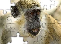 Małpka, Portret