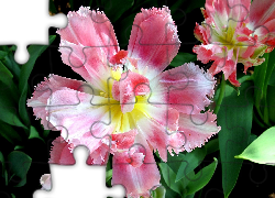 Pierzasty, Tulipan