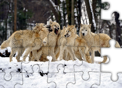 Stado, Wilków, Śnieg