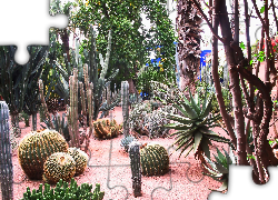 Egzotyczny, Ogród, Kaktusy