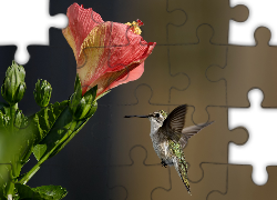 Koliber, Kwiatek