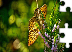 Motyl, Roślina