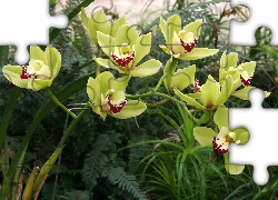 Storczyk, Cymbidium