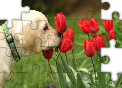 Pies, Czerwone, Tulipany