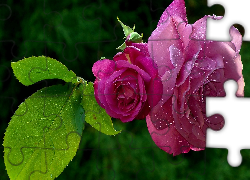 Purpurowa, Róża