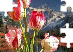 Tulipany, Góry