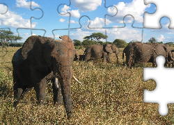 Słonie, Sucha, Trawa, Chmurki, Serengeti