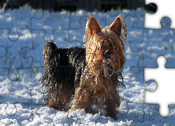 Yorkshire Terrier, Śnieg