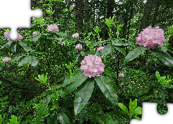 Rododendron, Las