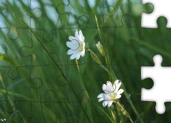 Białe, Kwiatki, Rogownica Polna, Trawa