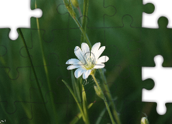 Mały, Biały, Kwiatek, Rogownica Polna