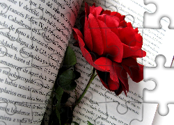 Róża, Książka