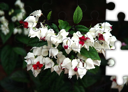 Białe, Kwiaty, Klerodendrum